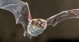 Lawsuit Arises After Bat Sighting