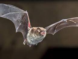 Lawsuit Arises After Bat Sighting